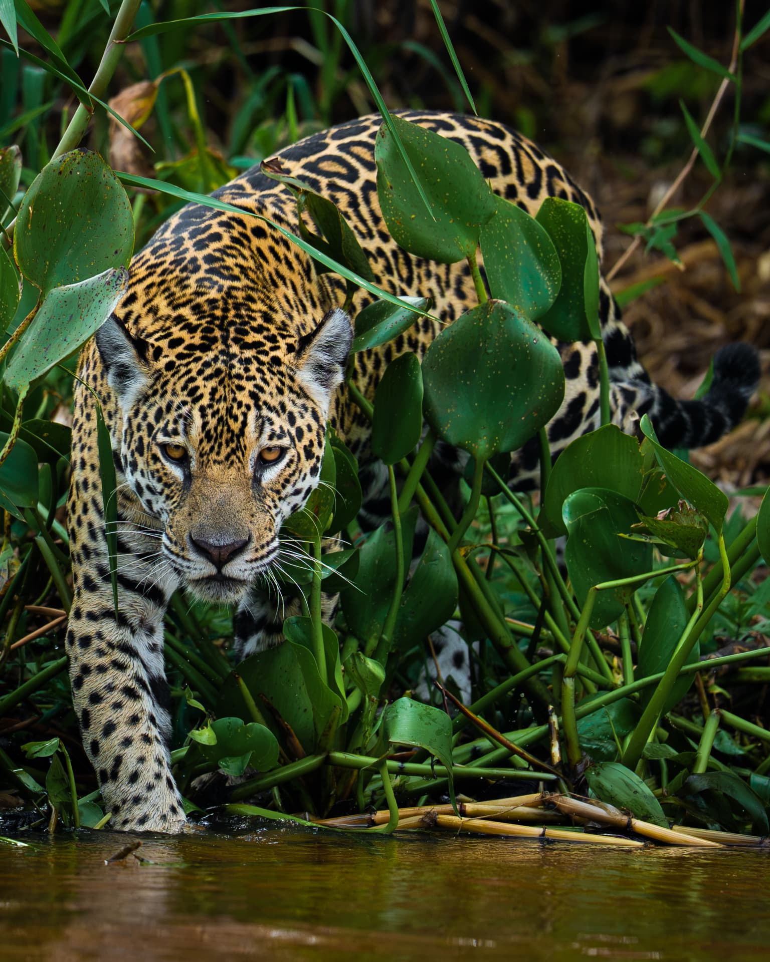 A jaguar prowling through water hyacinth at the water's edge