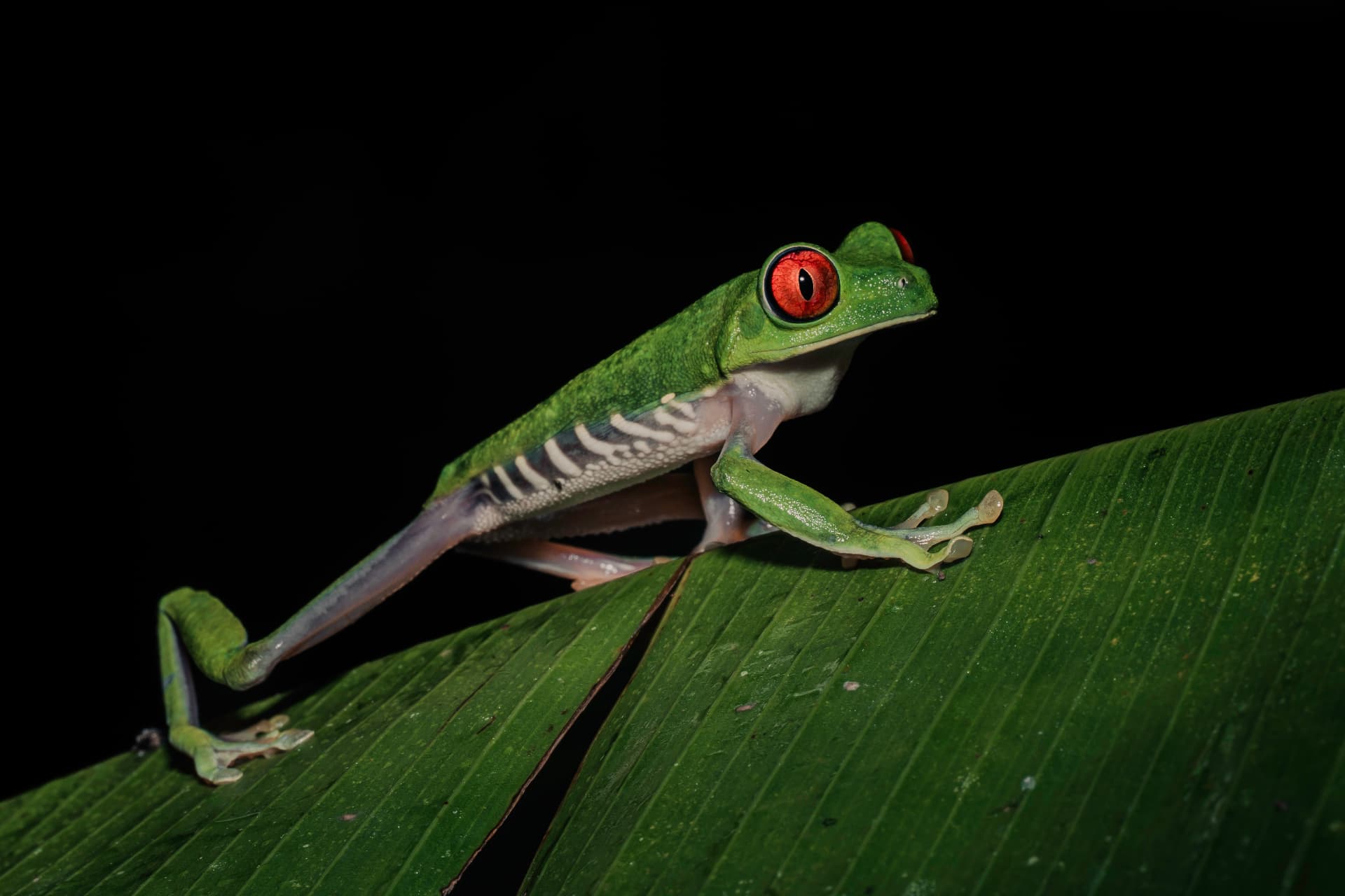 Red-eyed tree frog on a leaf at night