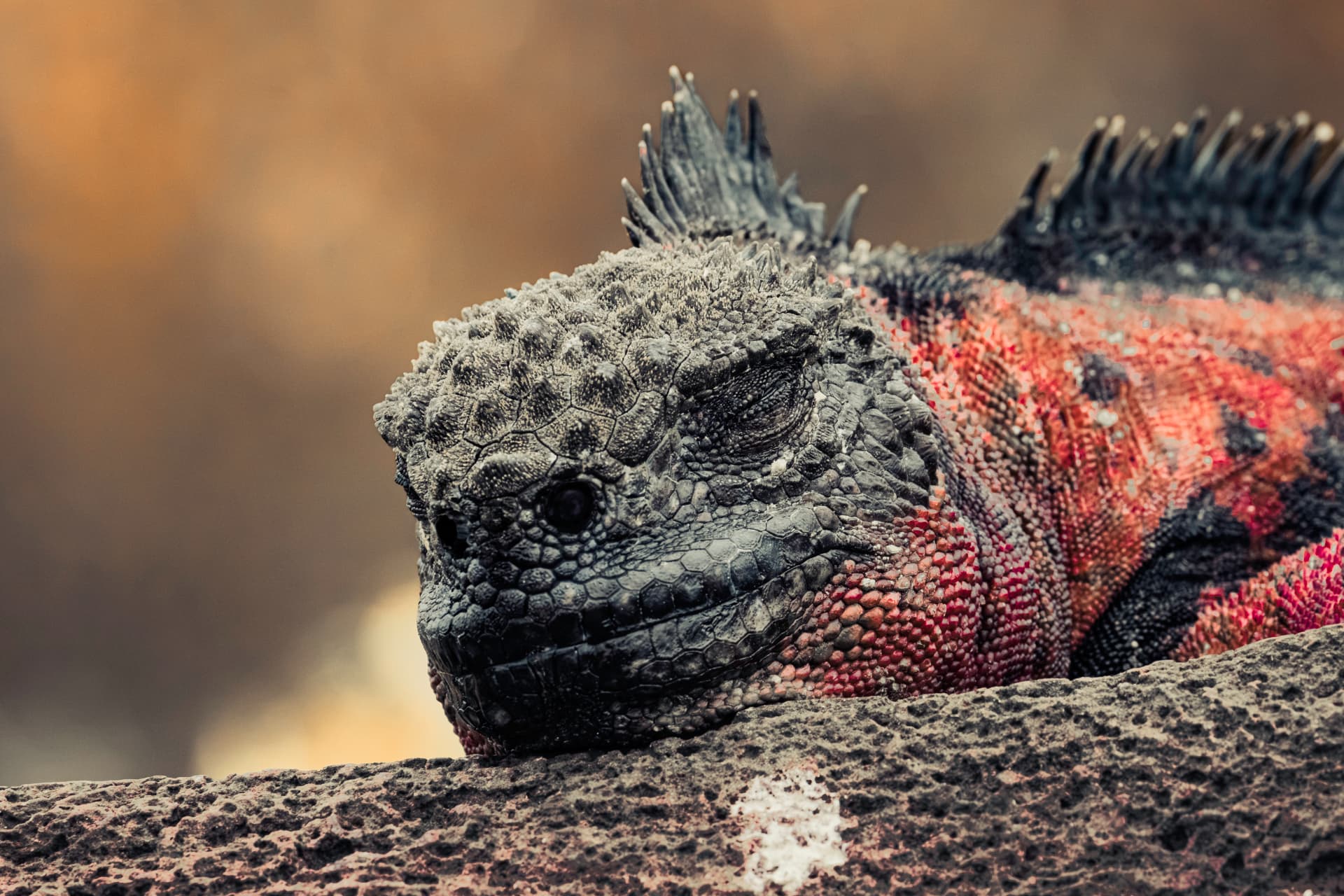 Marine iguana resting on volcanic rock