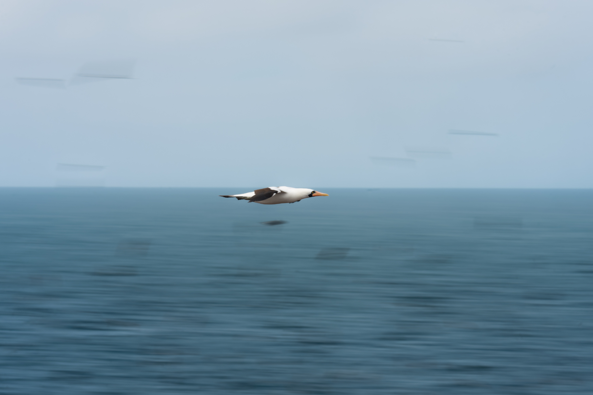 Nazca booby flying over the sea with the water streaked into soft horizontal lines by a 1/50 sec panning shot.