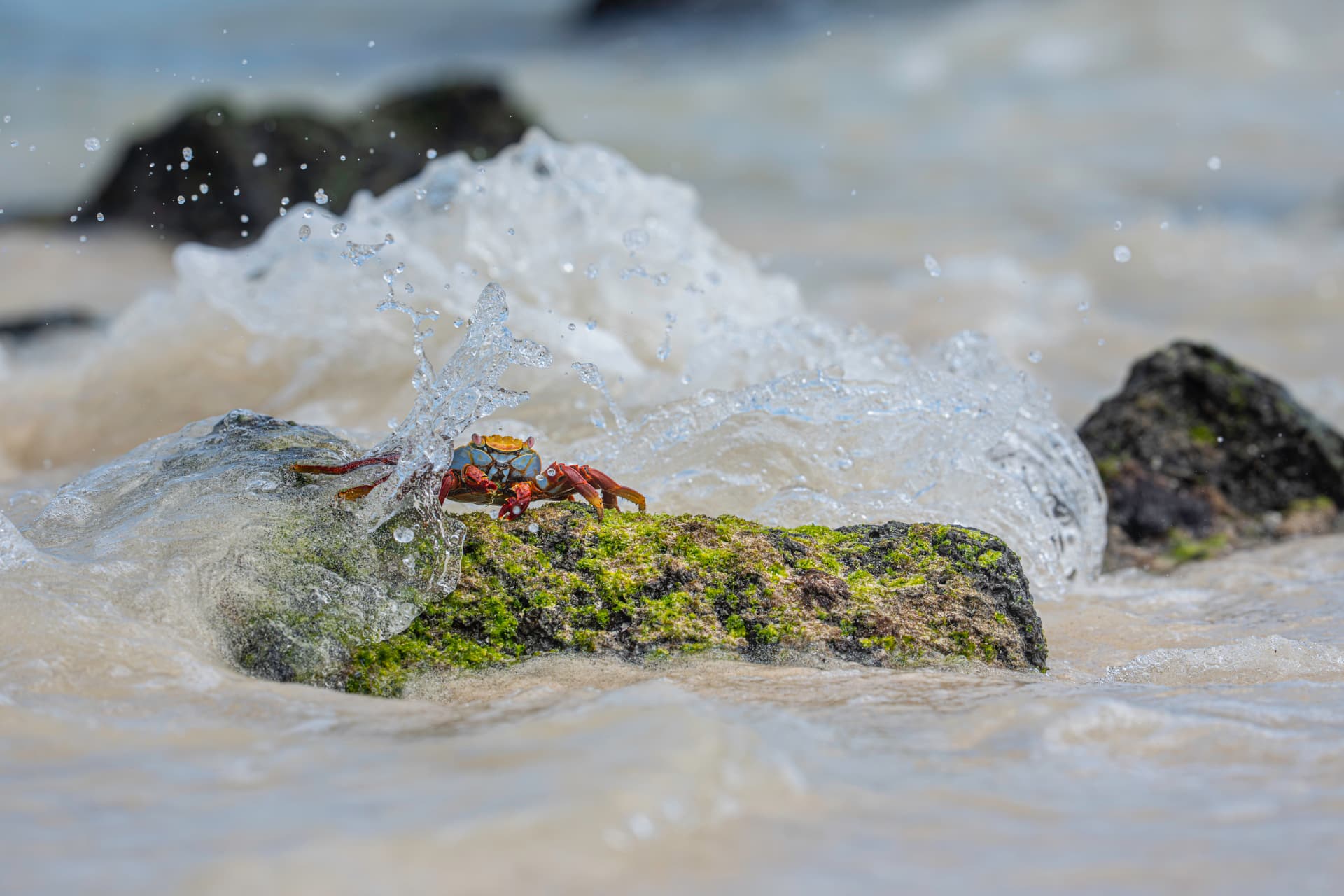 Sally Lightfoot crab in breaking surf