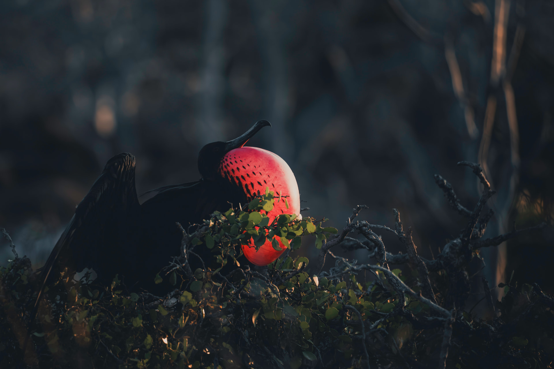 Male frigatebird with inflated red throat pouch in display