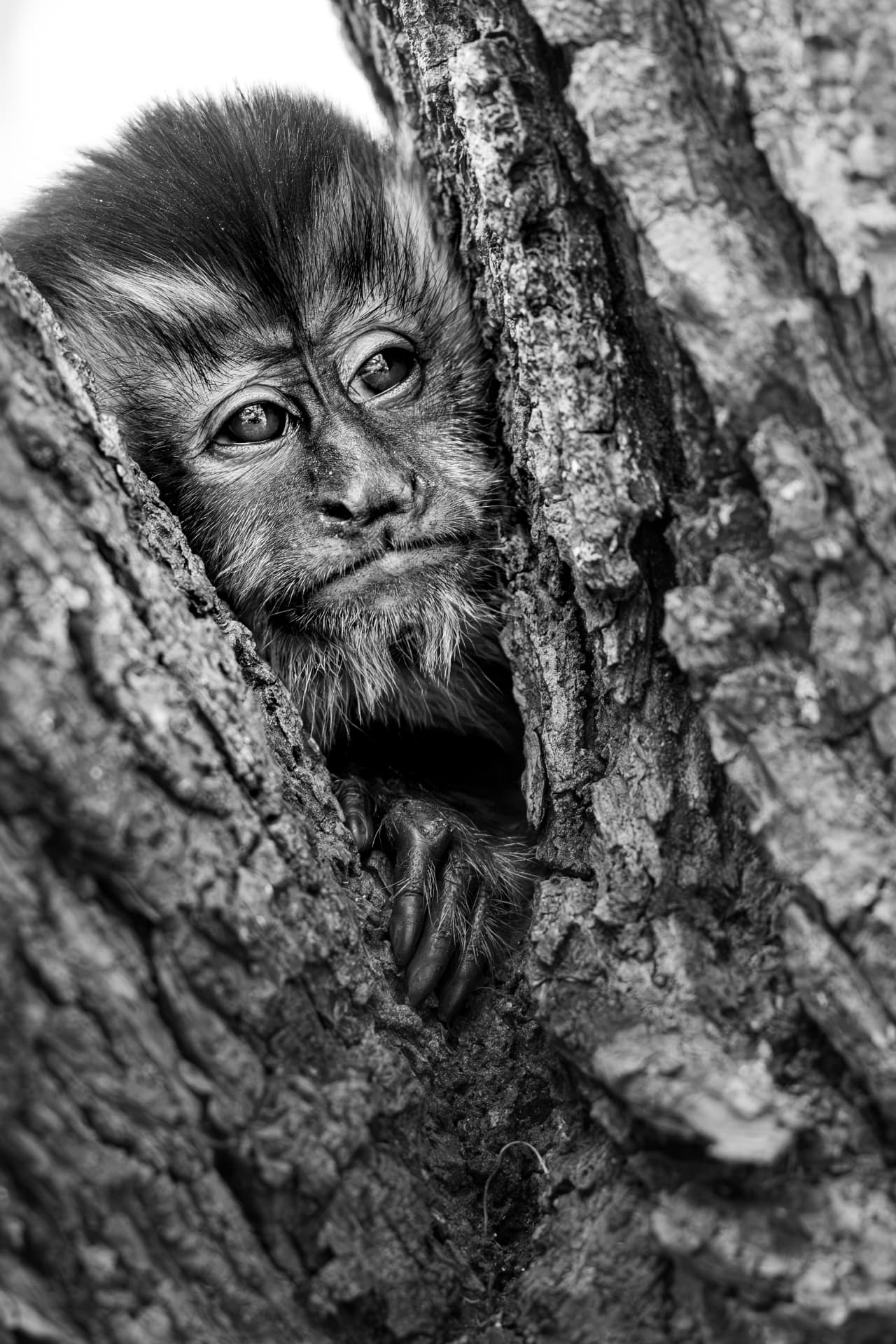 A capuchin monkey peeking out from behind a tree trunk, photographed in black and white