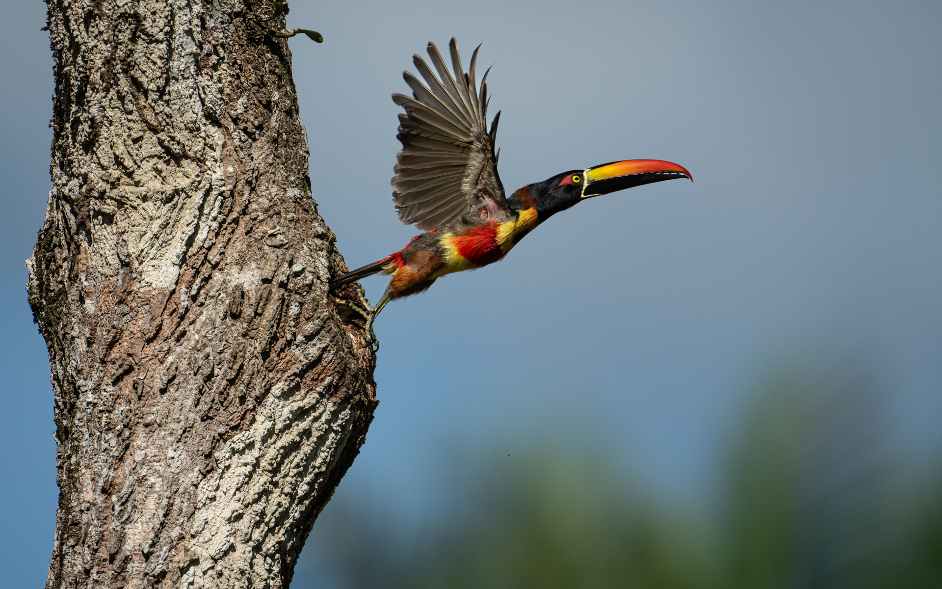 Fiery-billed aracari launching from a tree trunk, wings raised and frozen sharply at 1/3200 sec.