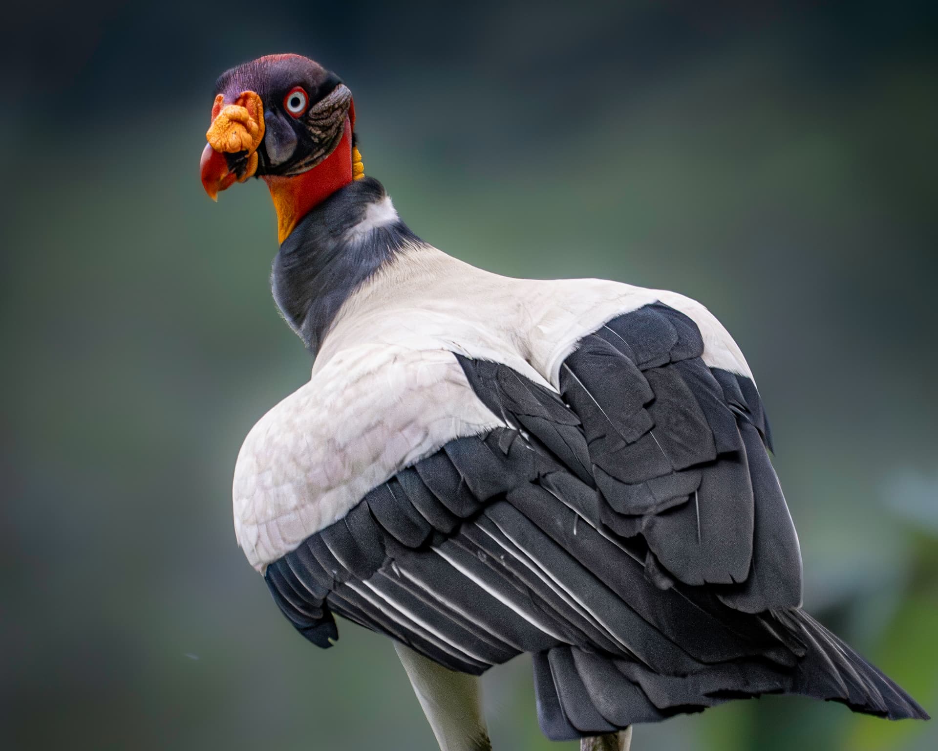 King vulture perched, showing its full head