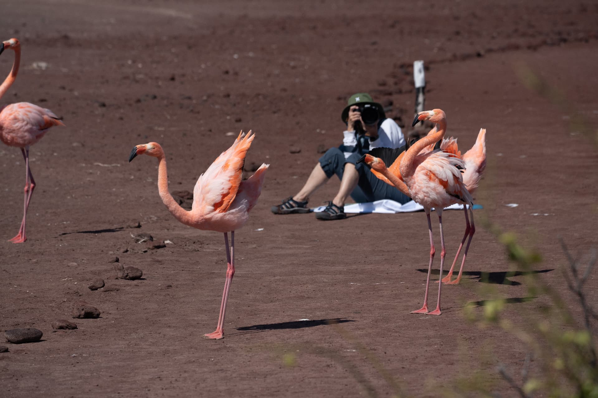 Guest photographing flamingos on a lagoon shore