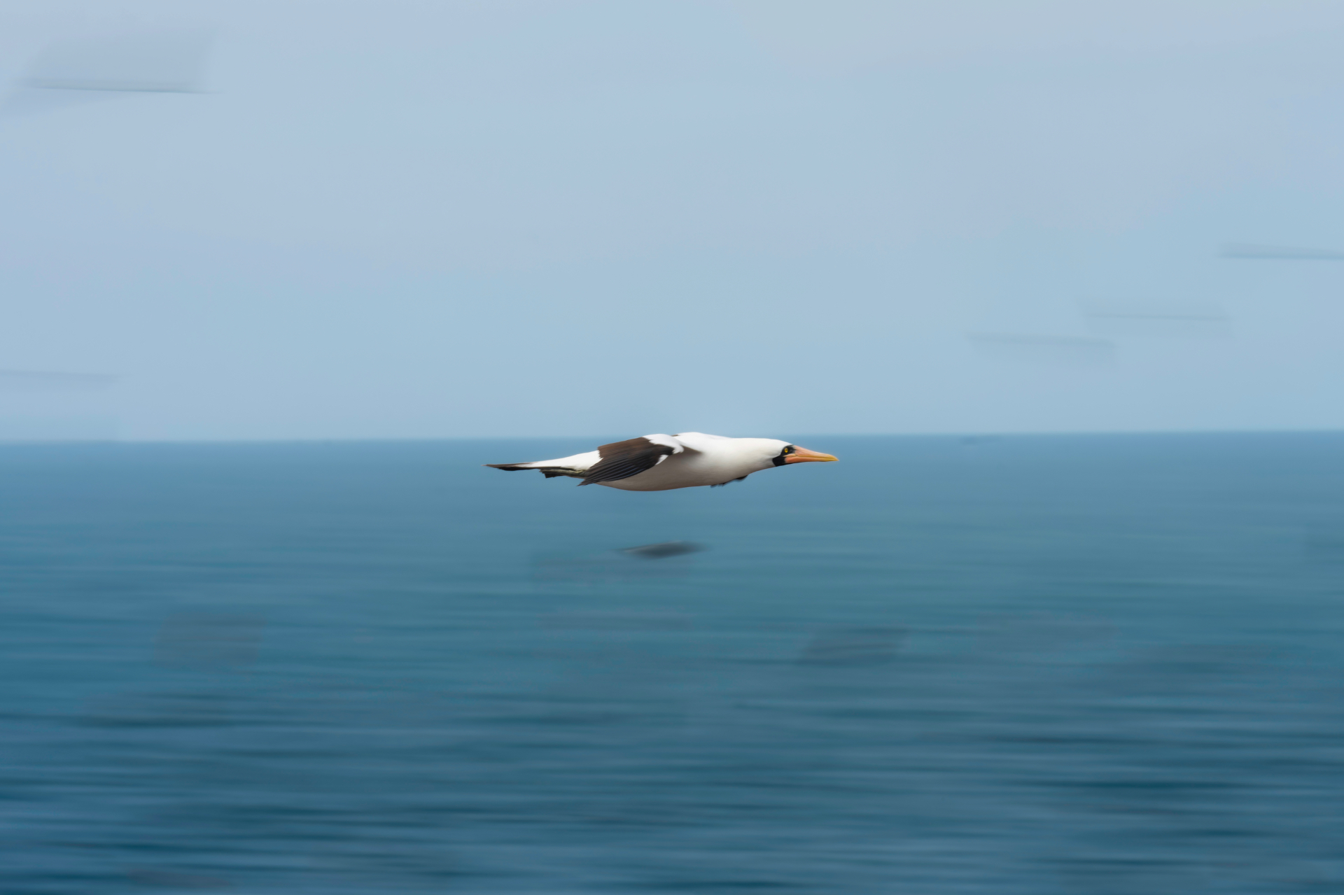 Best Shutter Speeds for Birds in Flight