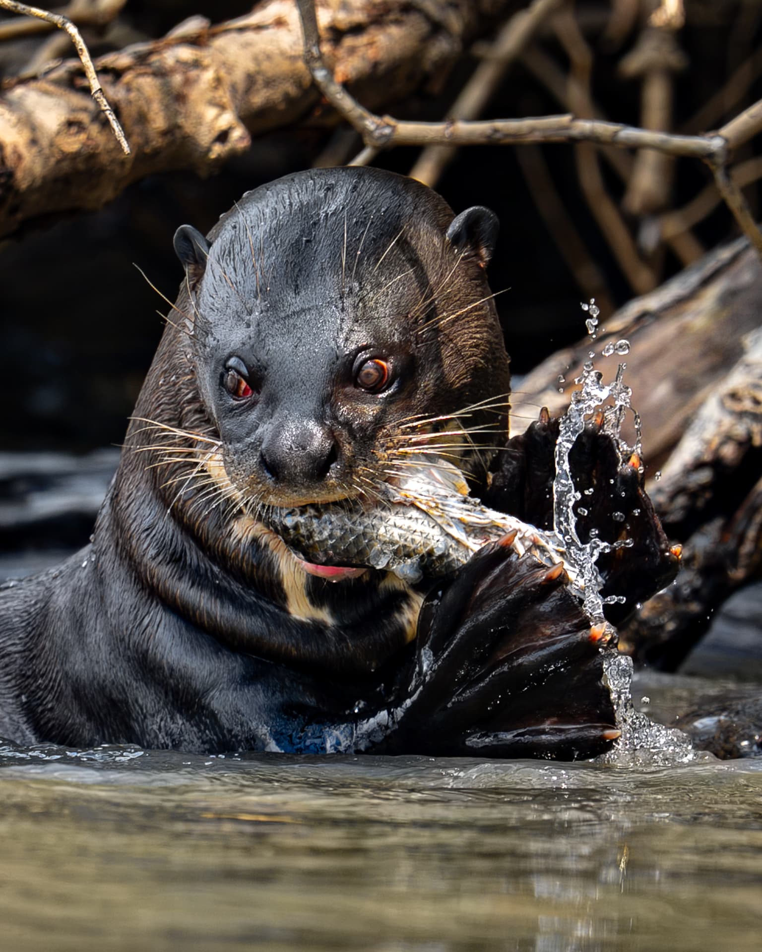 A giant river otter eating a fish, water splashing around its paws