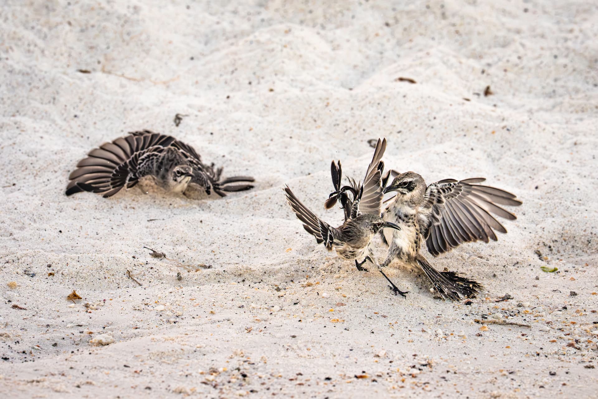Galapagos mockingbirds squabbling on white sand