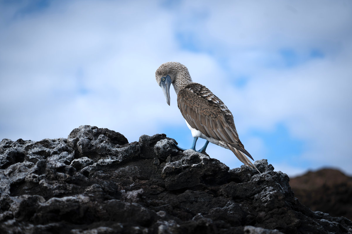 Wildlife on Española Island