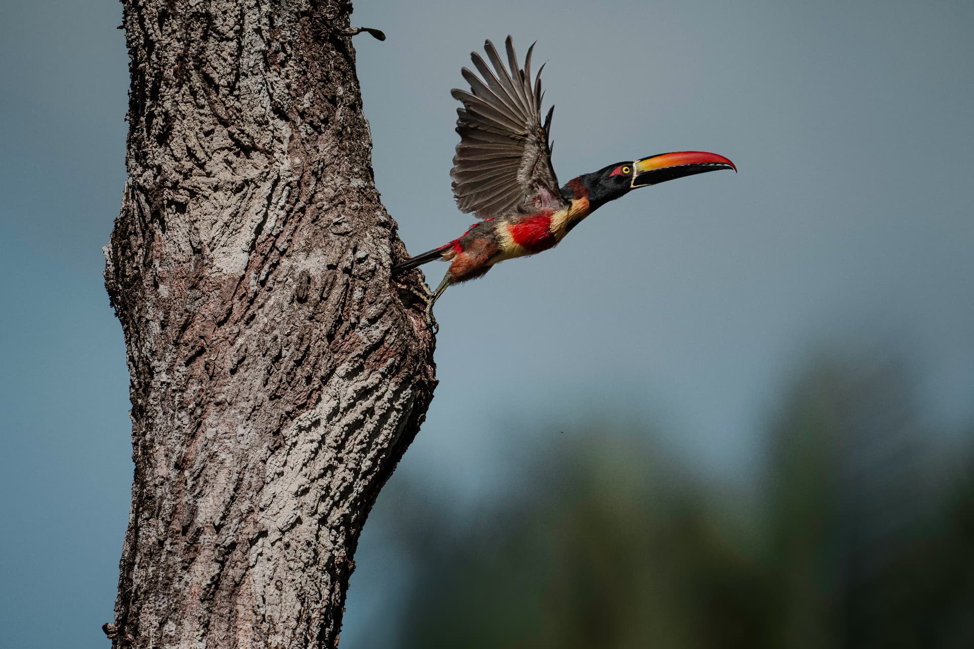 Fiery-billed aracari taking flight