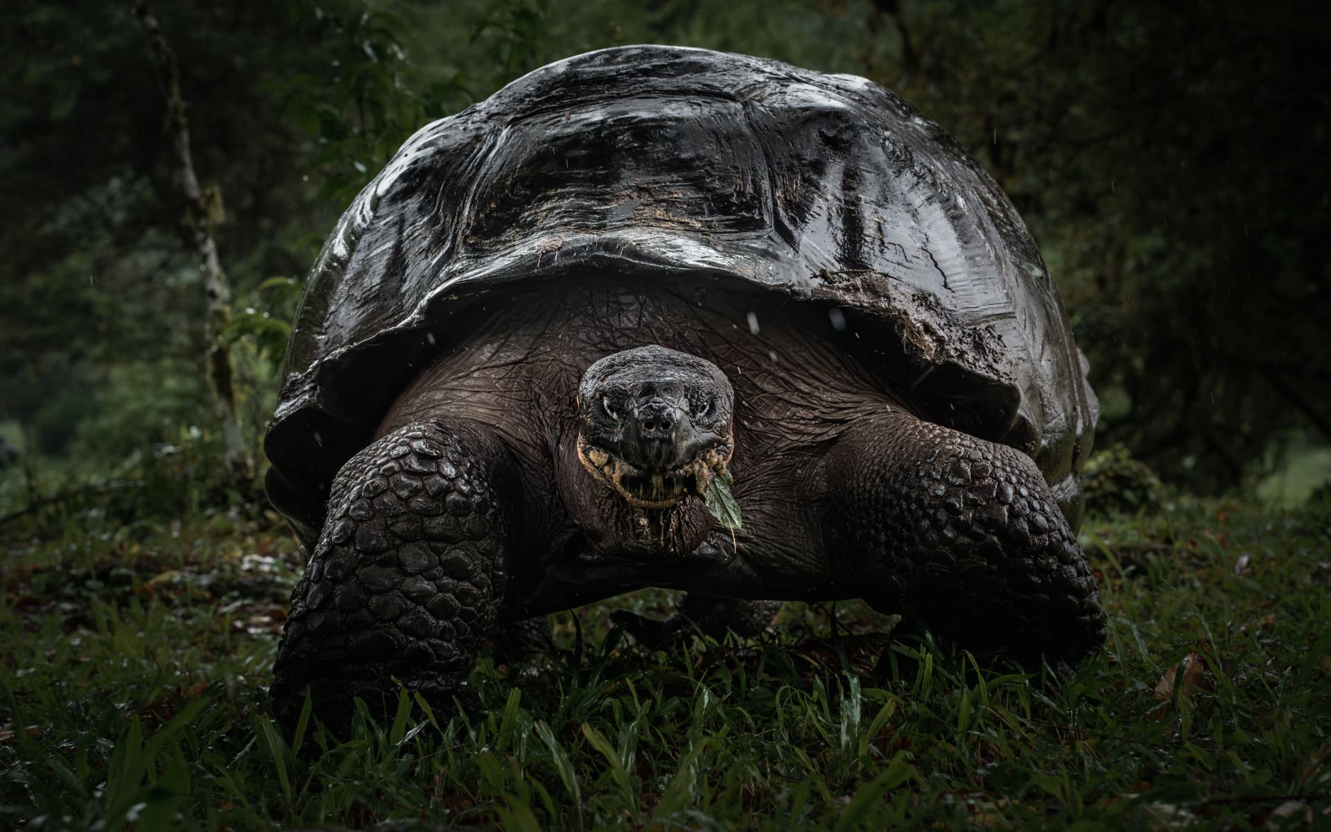 A giant Galapagos tortoise walking through wet grass in the highlands