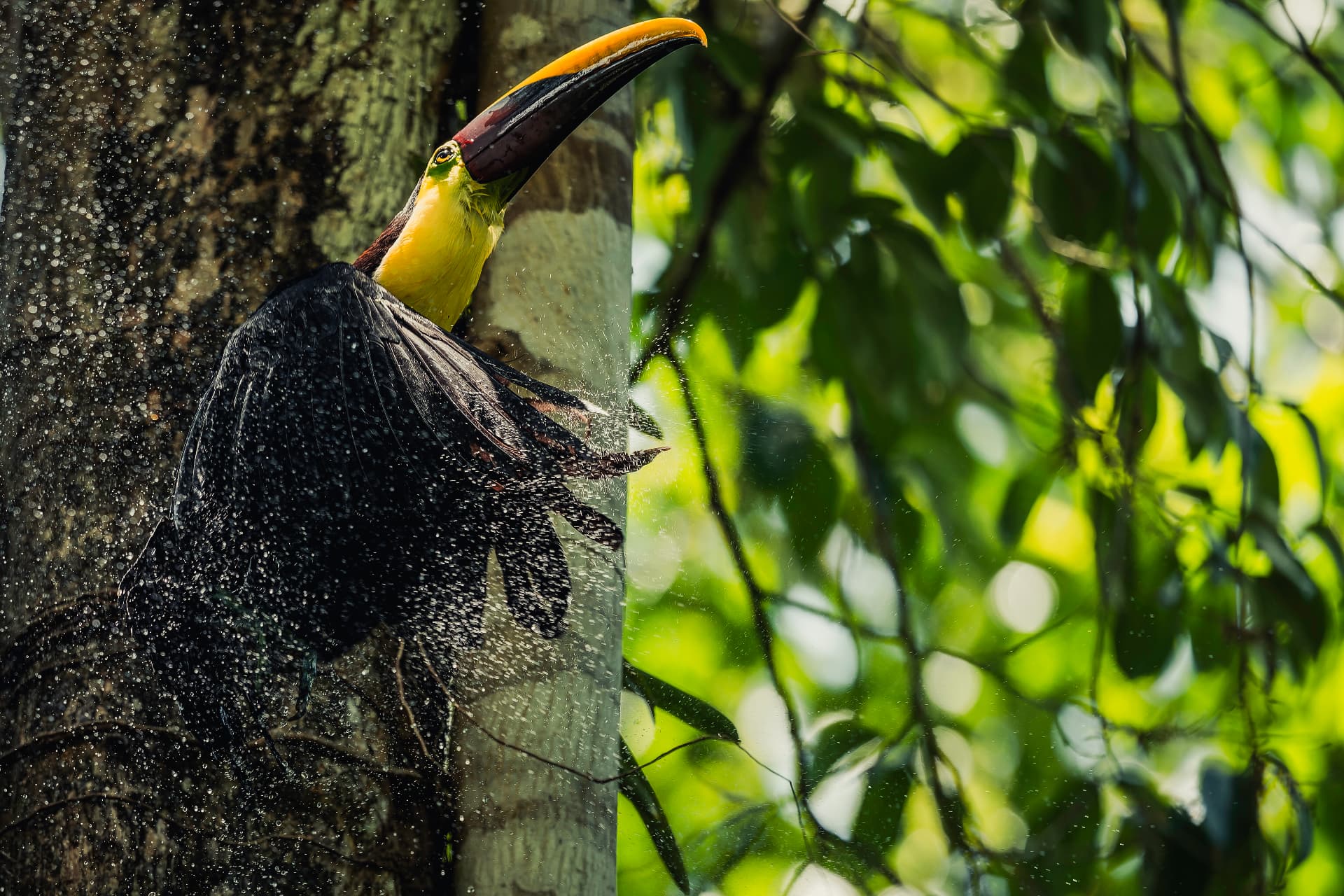 Chestnut-mandibled toucan shaking off rain in Costa Rica