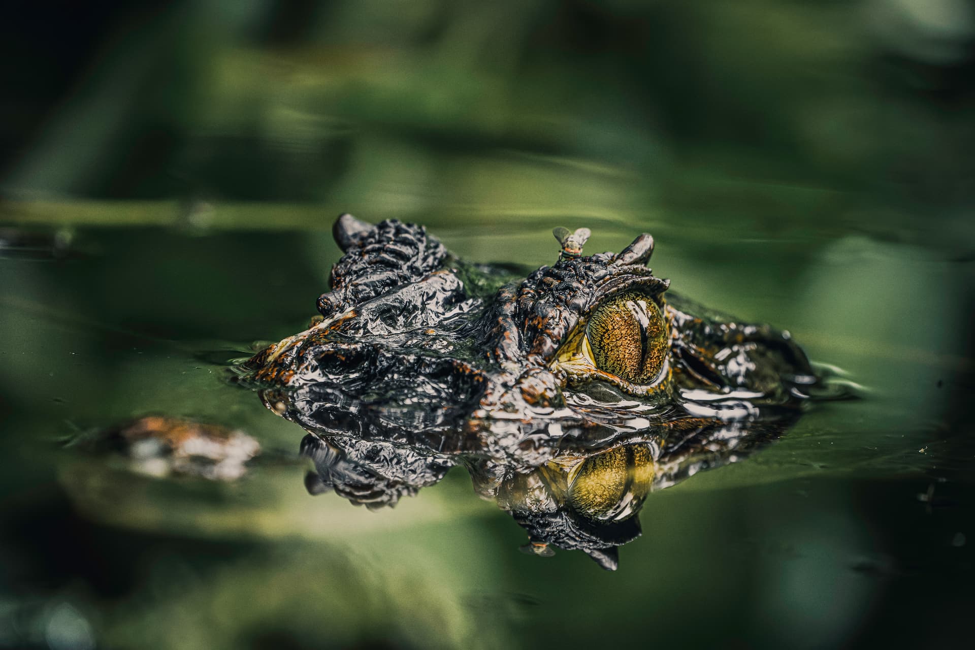Spectacled caiman reflected in still water