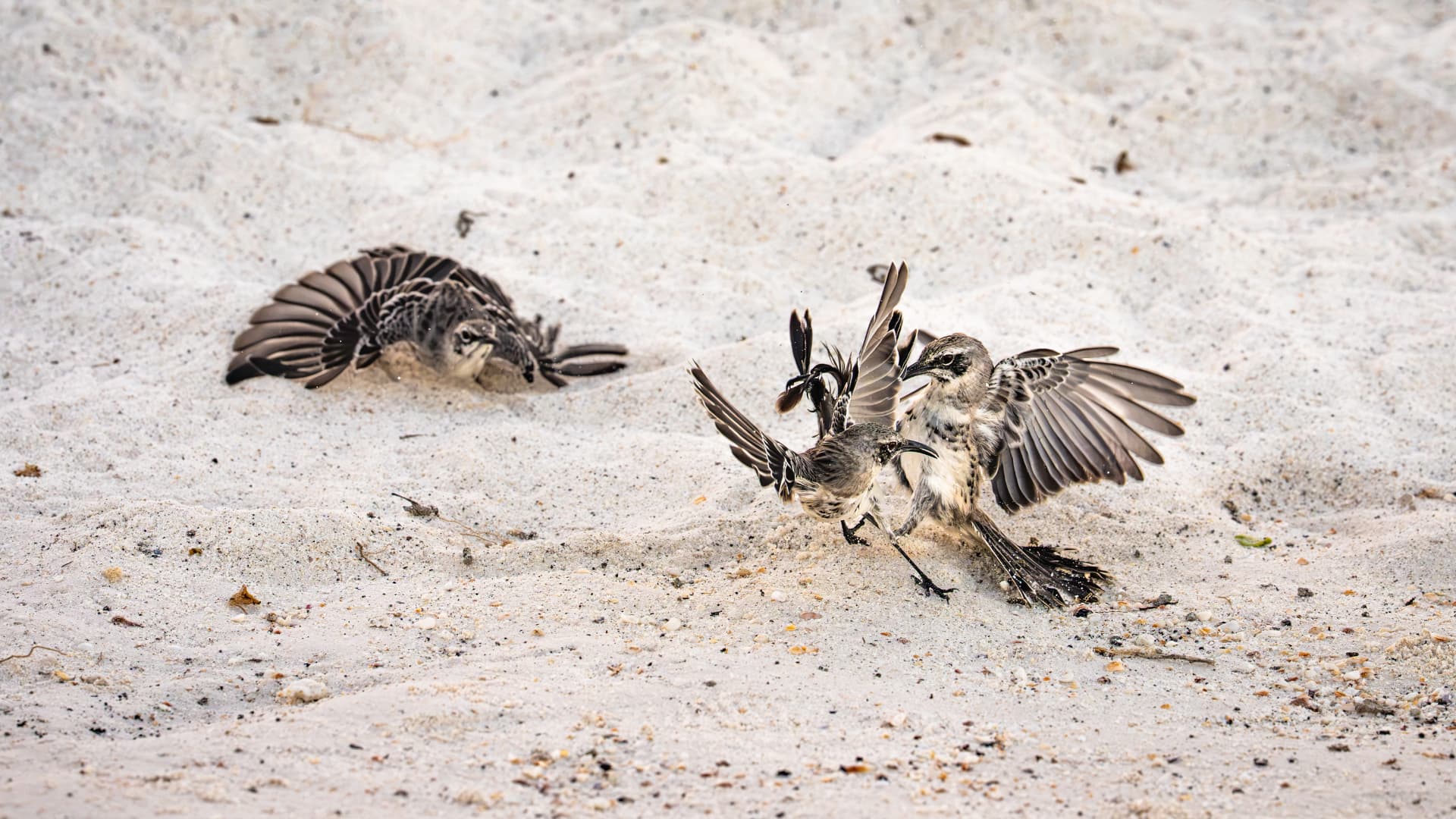 Española mockingbirds squabbling on white sand