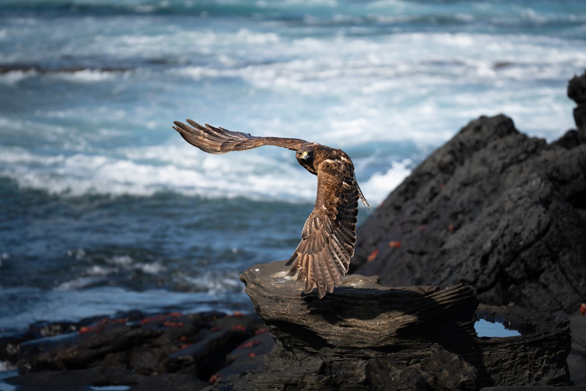 Galápagos hawk in flight along the coast