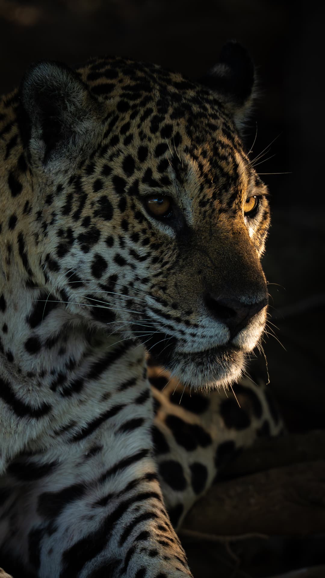 A jaguar portrait lit by low golden light against a dark background