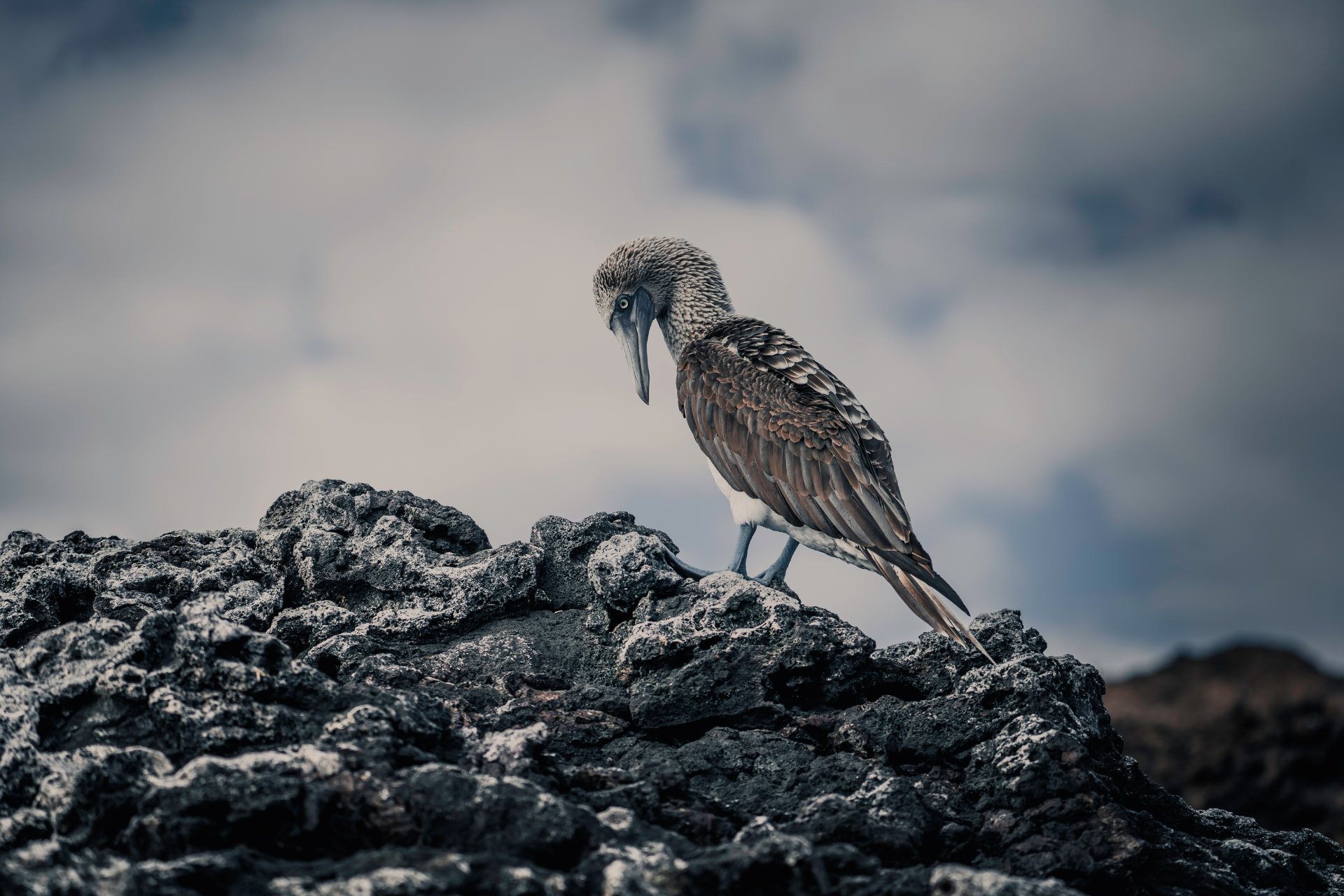 Blue-footed booby on volcanic rock against a moody sky