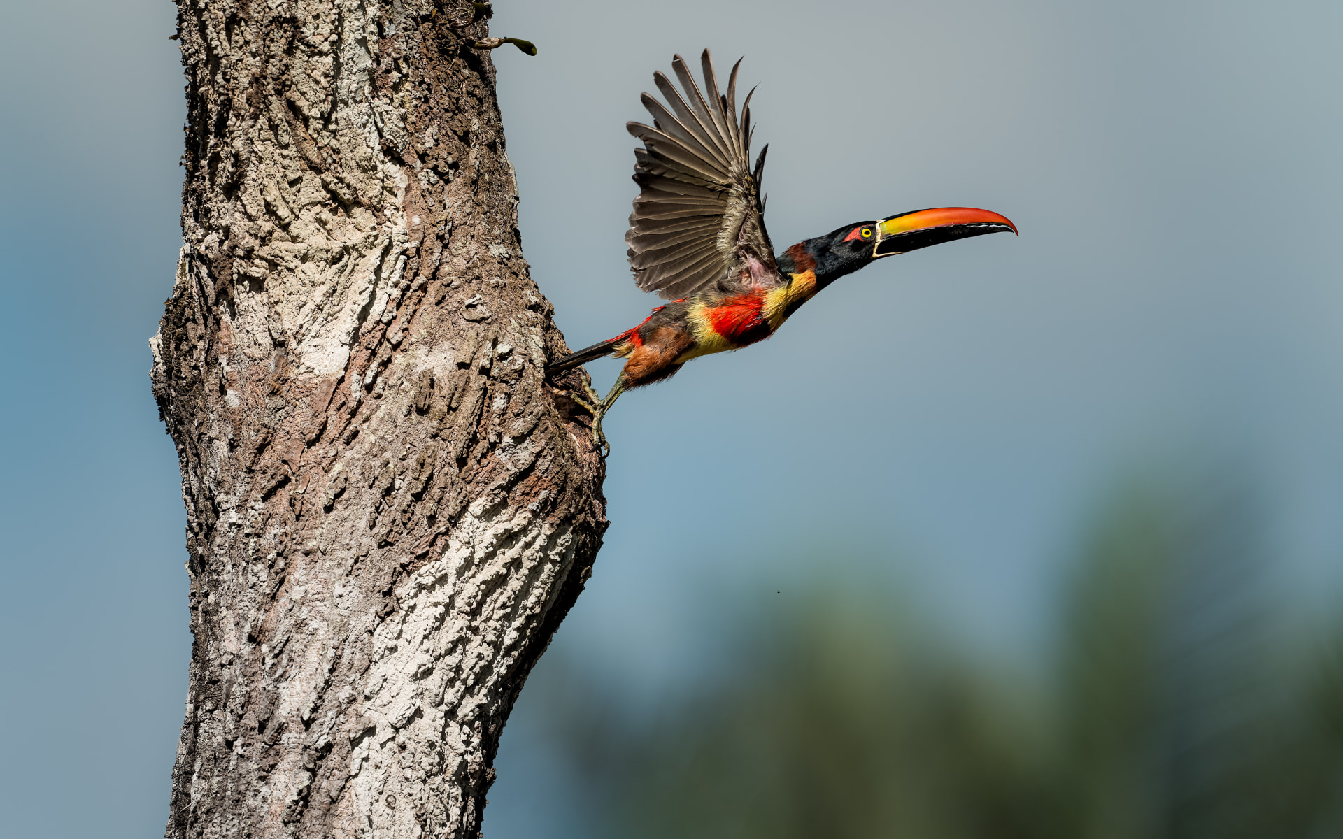 A fiery-billed aracari taking flight from a tree hollow with its wing raised and colourful beak visible