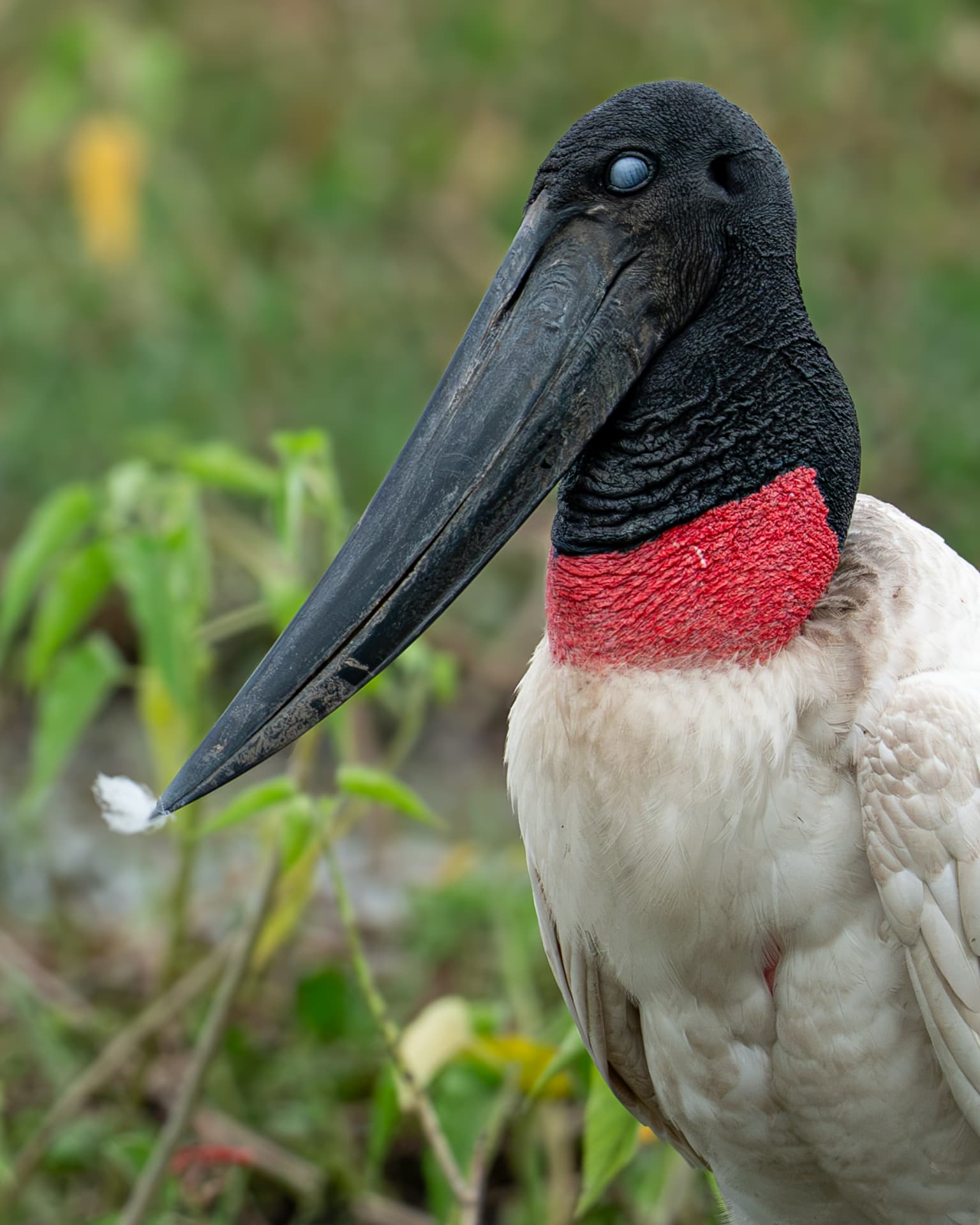 Close-up of a jabiru stork with a small feather caught on its bill