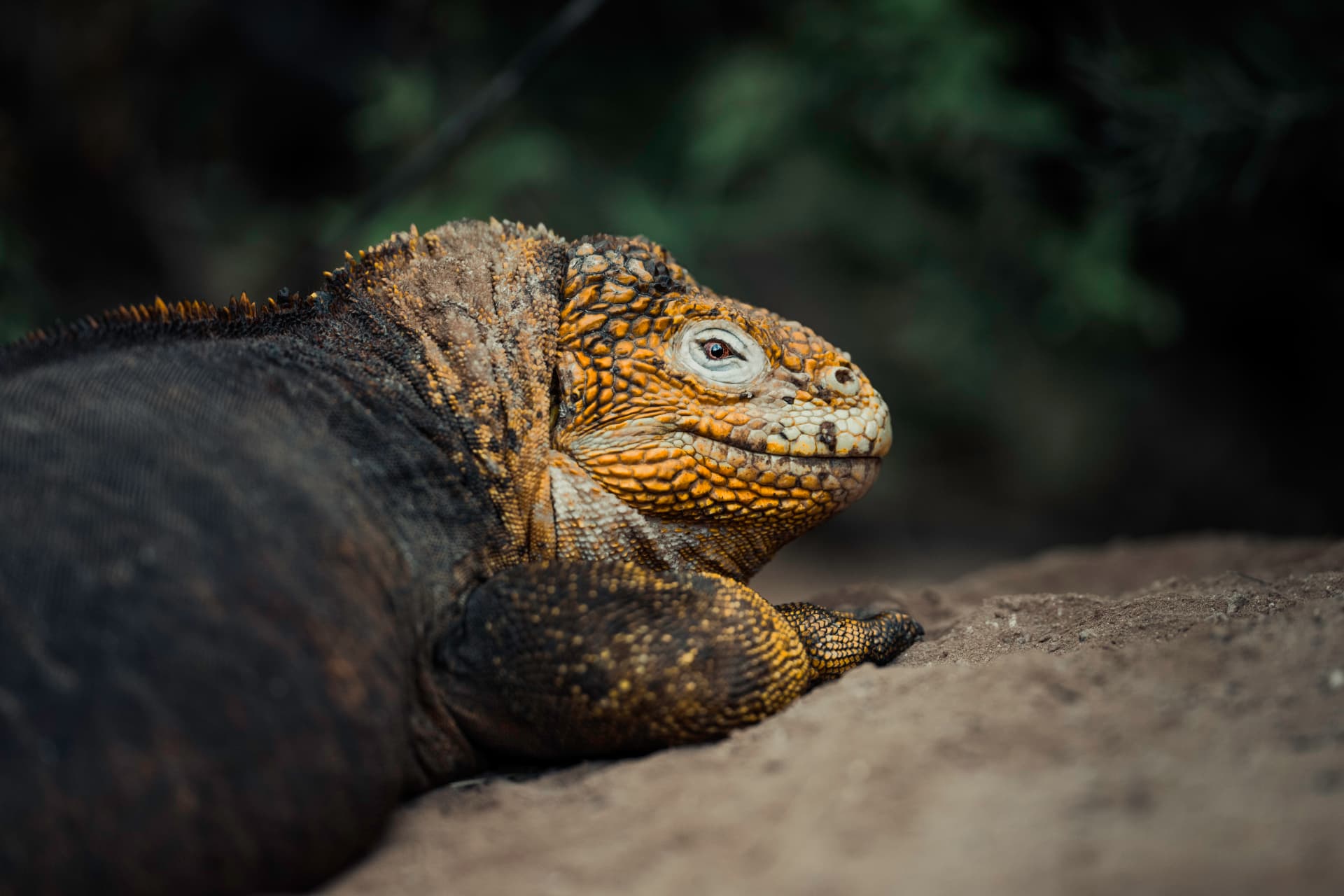 Land iguana portrait