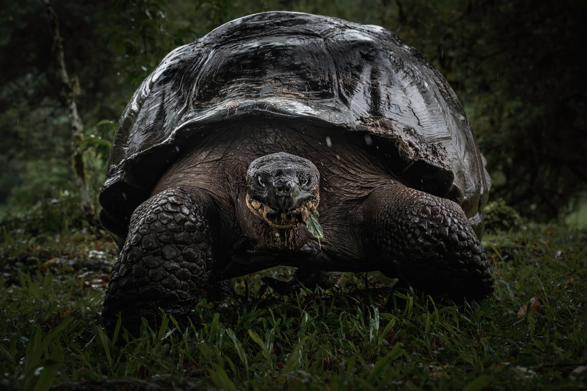 Giant tortoise in the rain, photographed by Charlie Page in the Galapagos