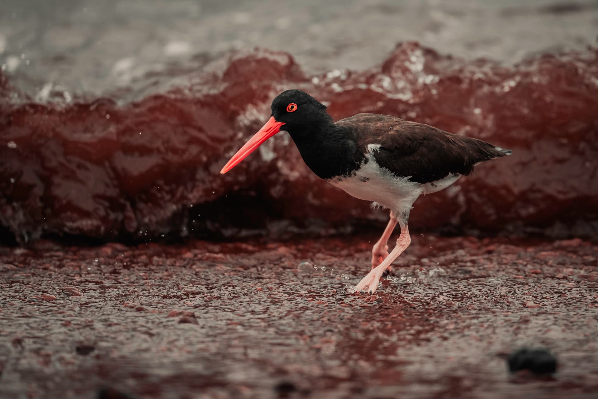American oystercatcher on a red sand beach