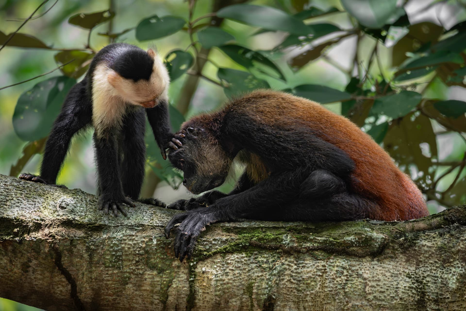 White-faced capuchin and spider monkey interacting in the canopy