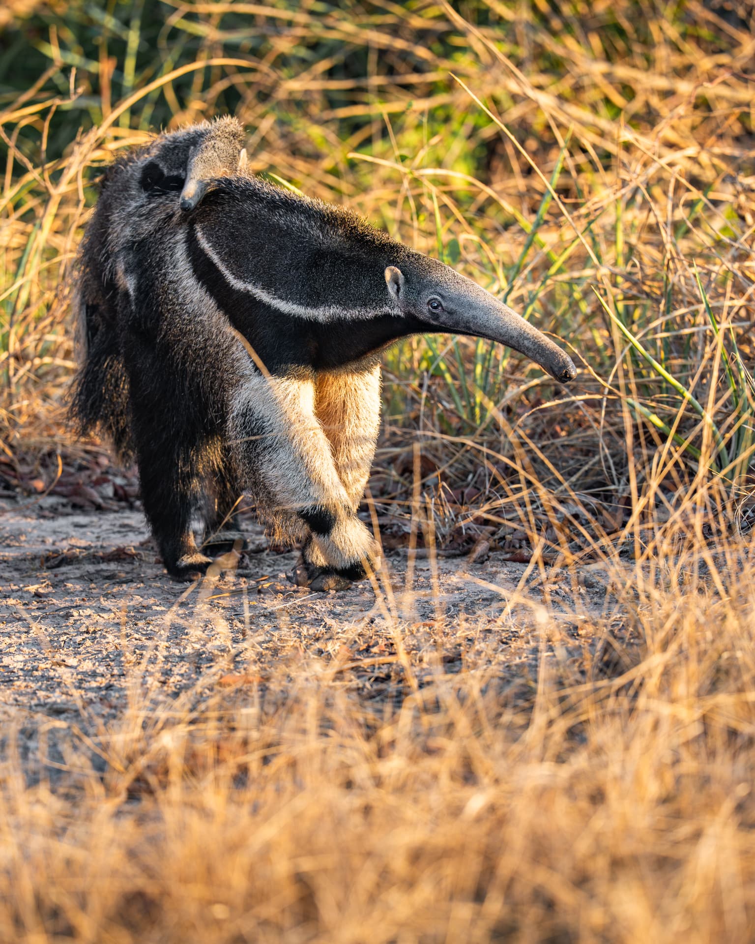 A giant anteater carrying her baby on her back in golden-hour light