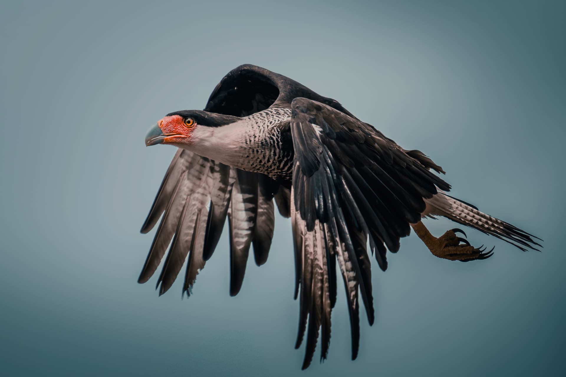 Crested caracara in flight