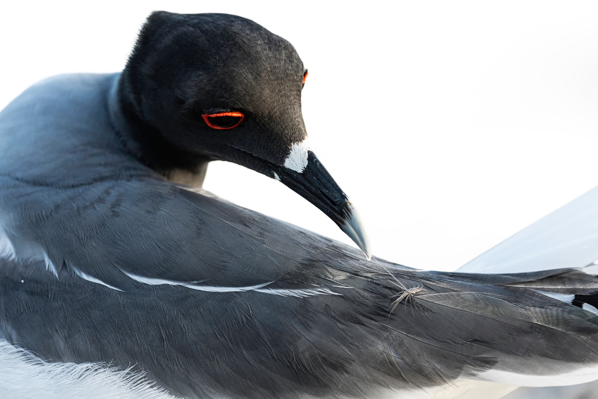 Swallow-tailed gull preening