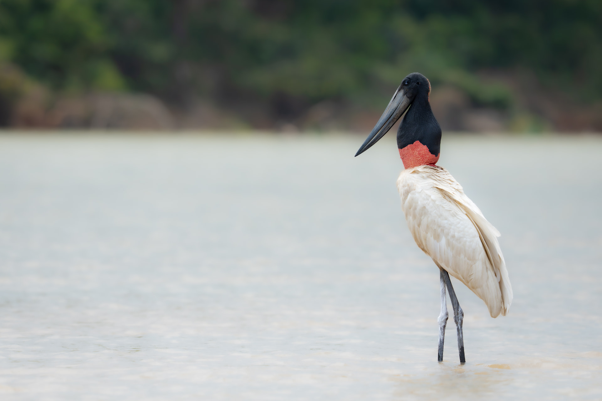 A jabiru stork wading through shallow water