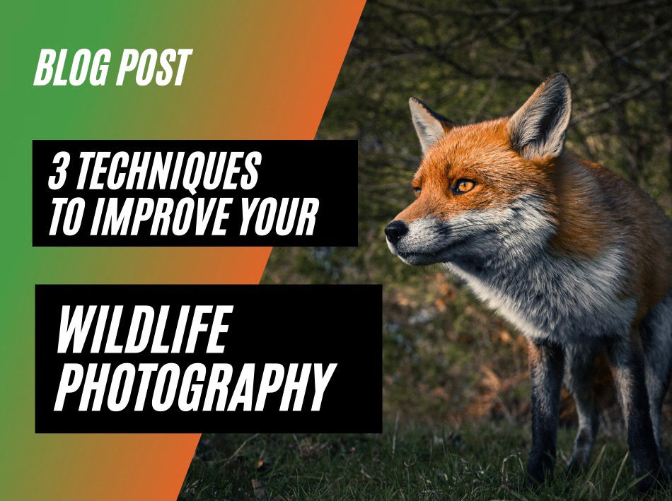 3 Techniques to Improve Your Wildlife Photography…