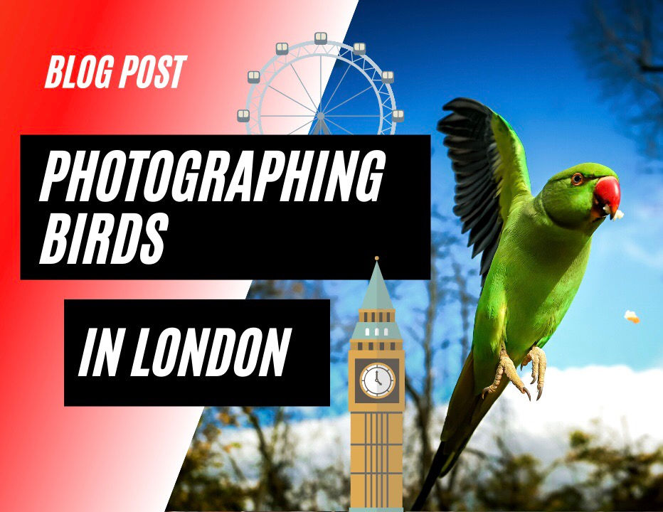 Where to Photograph Birds in London?