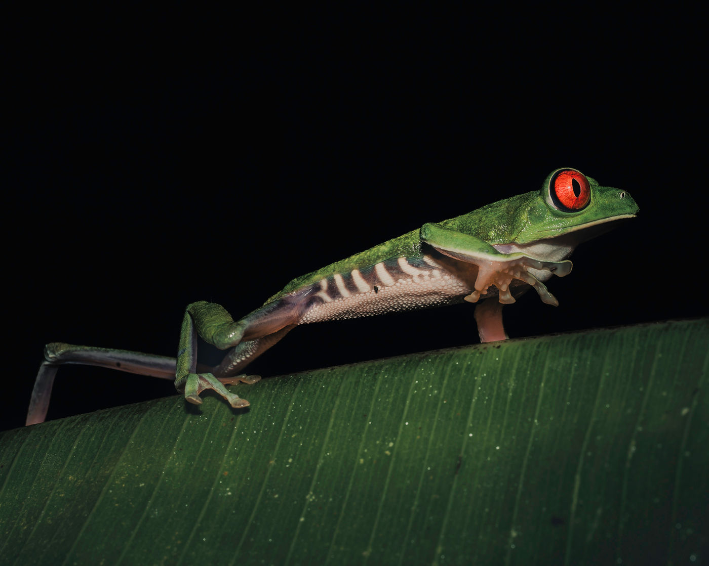 Close-up view of a Red-Eyed Tree Frog on a wet leaf after rain.