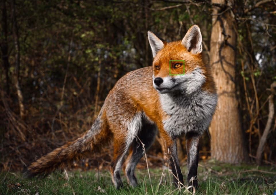 Single focus point for wildlife photography