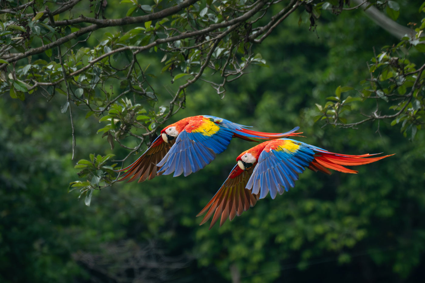 Eye-level view of a Scarlet Macaw feeding on fallen beach almonds near the Osa Peninsula coast.