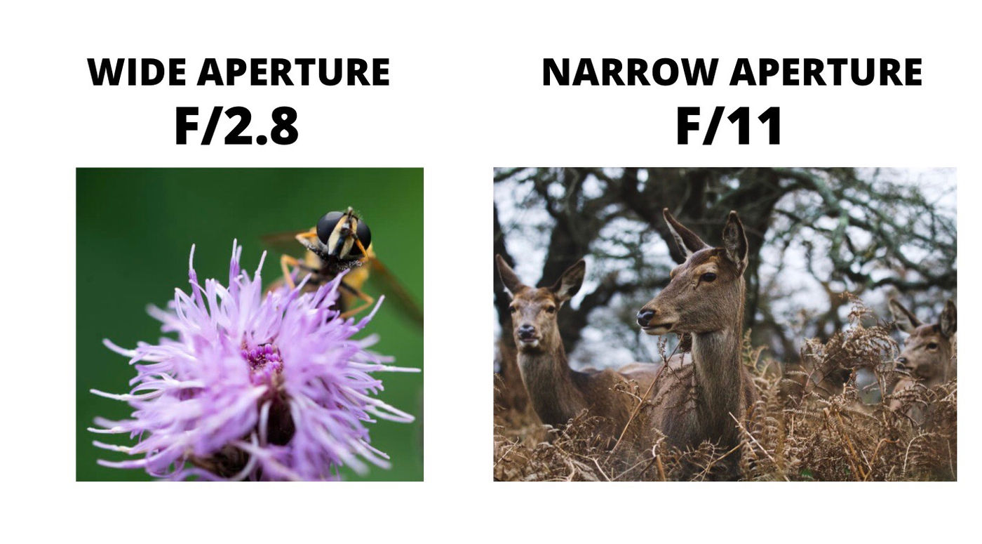 Aperture for wildlife photography