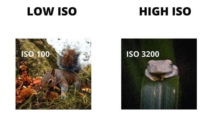 ISO for wildlife photography