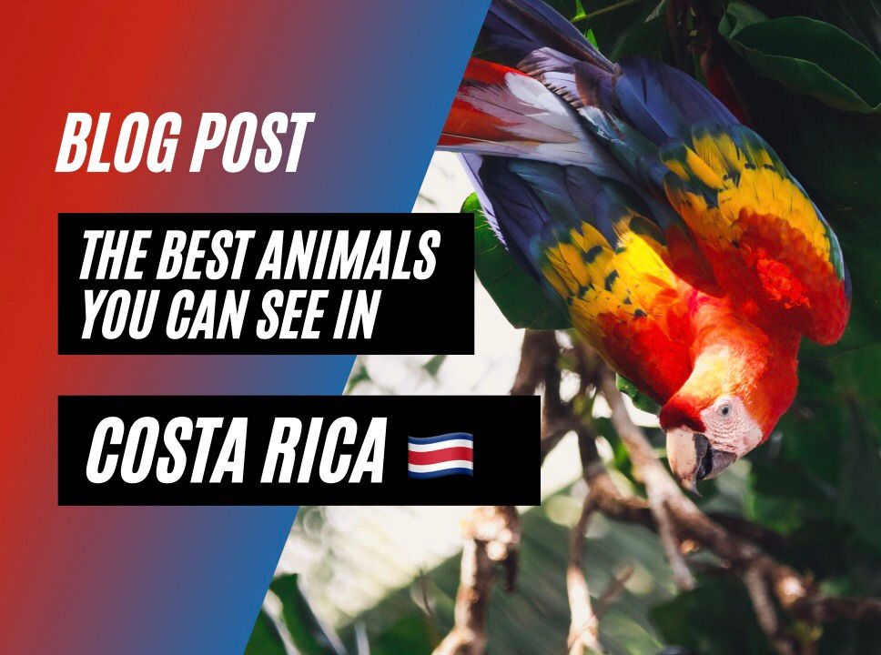 What Animals Can you See in Costa Rica?