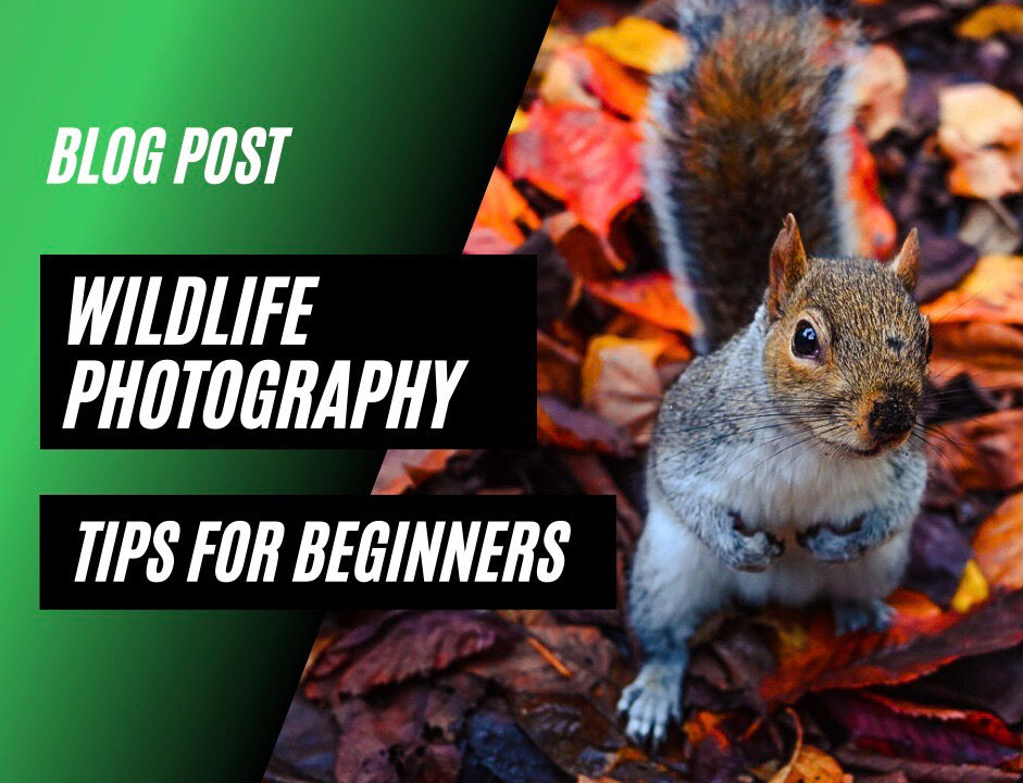 3 Wildlife Photography Tips for Complete Beginners