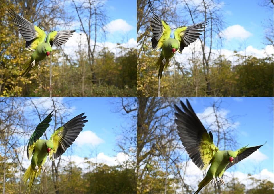 Burst mode for wildlife photography