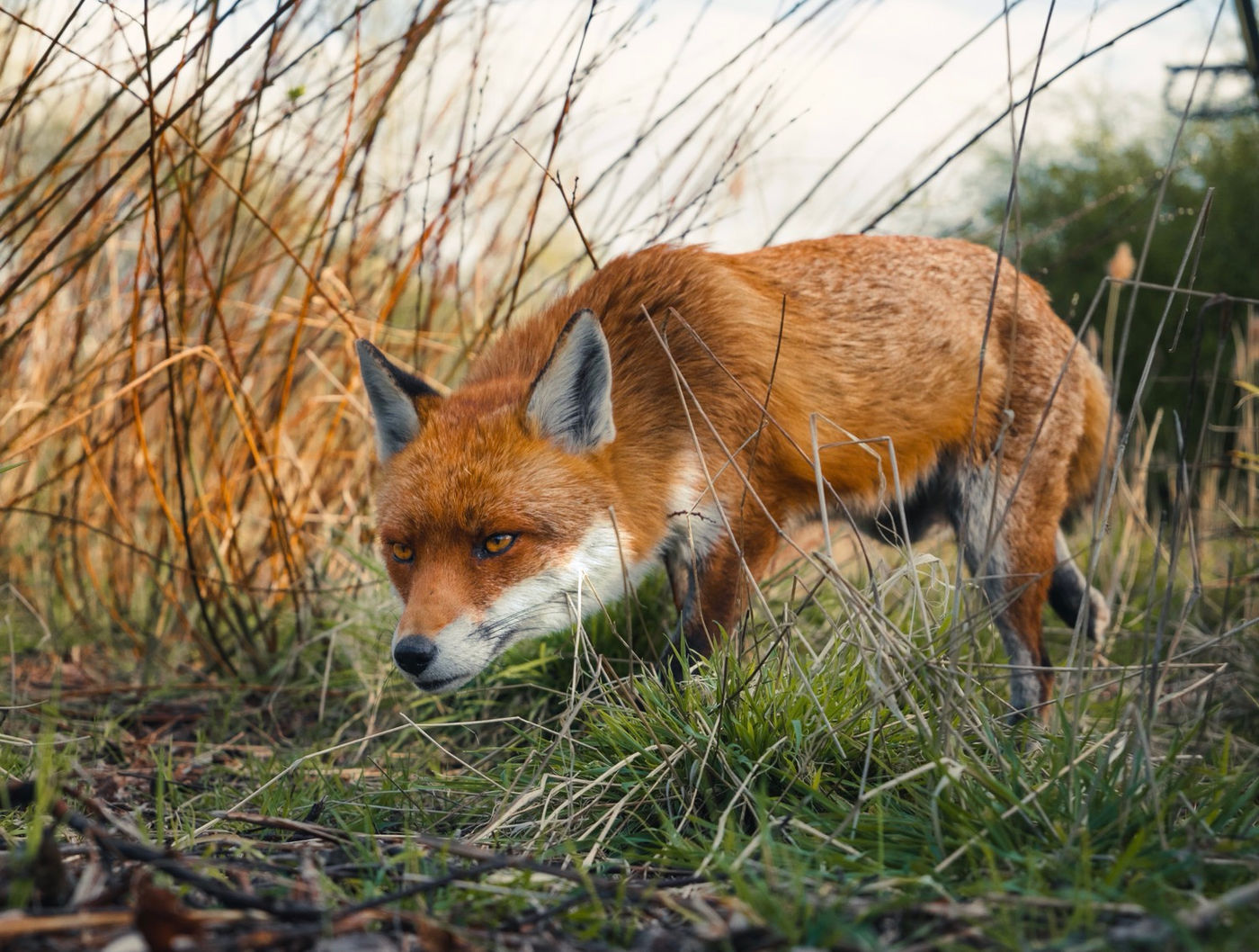 Fox creeping in the grass 