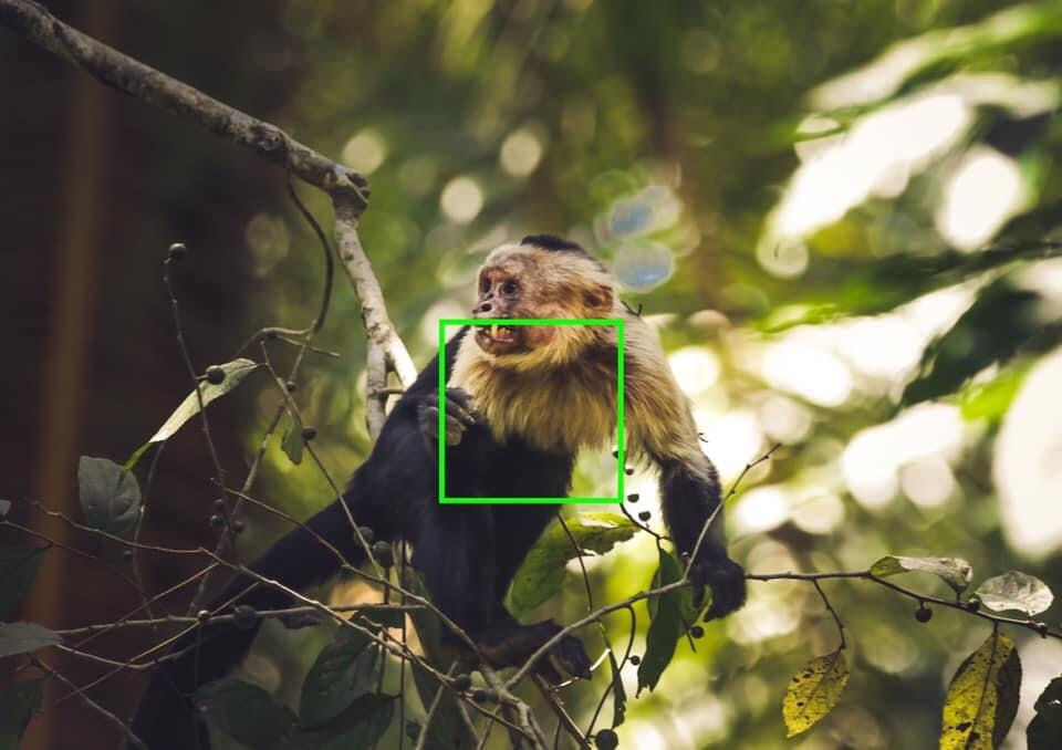Focus area for wildlife photography